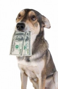 Dapper Dog fits any budget