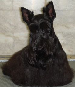 Lottie the Scottish Terrier